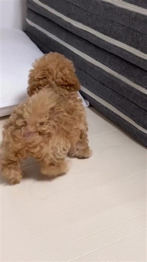 Tiny Apricot Poodle: Adorable Moments and Care Tips
