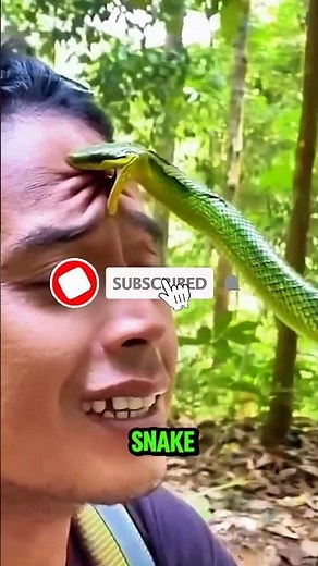 Does This SNAKE Really DEFY Gravity? #facts #animallife #animals #animalfacts #snake