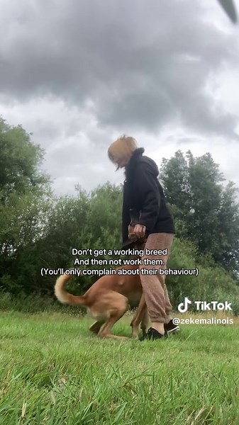 Essential Training Tips for Belgian Malinois Owners