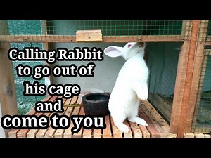 how to call bunny rabbit to go out of his cage to come to you