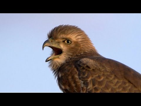 Eastern Chanting-Goshawk Calling