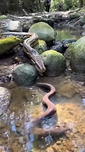 233K views · 936 reactions | Python vs Electric Eel  #animals #wildlife | Kapil Gaming | Facebook