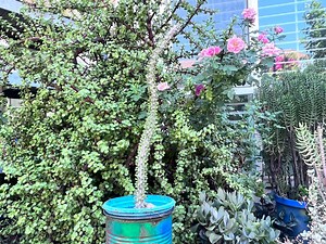 Ocotillo False Alluaudia Procera Cactus: Live Madagascar Succulent, DIY Planting,no Plnter - Etsy