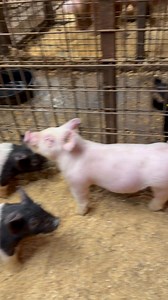 Hardcore X Broken Record!!! WOW WHAT A WHITE GILT!!! 🤯🤯🤯🤯🔥🔥🔥🔥🔥🔥🔥🔥🧨🧨🧨🧨🧨🧨🧨🧨🦴🦴🦴🦴🦴🦴🦴🦴🦴🦴🦴🥰🦴🦴🦴🦴🤩🤩🤩🤩🤩🤩🤩🤩💰💰💰💰💰!! | Hankins Show Pigs