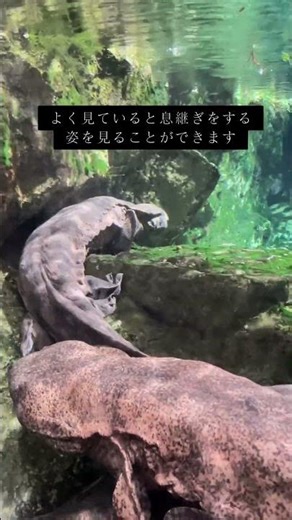 息継ぎが見れるかも！ #癒し #京都水族館 #オオサンショウウオ #japantravel #aquarium #kyoto #shorts #japan #animals