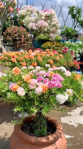 Let Your Garden Bloom with Portulaca Seeds 🌱 🌞 A vibrant, sun-loving flower that’s super easy to grow, filling your garden with a stunning burst of color. 🌷 Perfect for the sunny Philippine climate, Moss Rose thrives and brings life to your outdoor space. 🌱 Don’t wait – get your seeds now and watch your garden bloom! 👉 Order Here: https://www.agriculturephilippines2.shop/flowerseeds10h | Green Soul Seeds