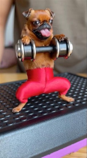 My dog ​​doing leg training.