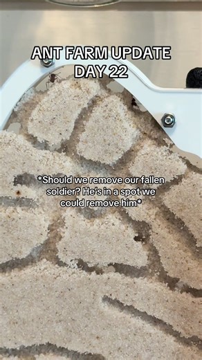 Ant Farm Update: Day 22 Insights