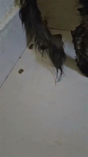 One laborer comes knock my friend gate& hand over this cat to her, cat is bleeding & having diarrhea