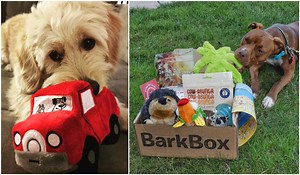 We want dogs and their people to look forward to BarkBox. That's why each month's box has unique toys, all-natural treats and a fun surprise theme. | BarkBox