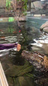 271K views · 6.3K reactions | We love our new dwarf caimans, and are glad theyre settling in well here at The Reptile Zoo  | The Reptile Zoo | Facebook