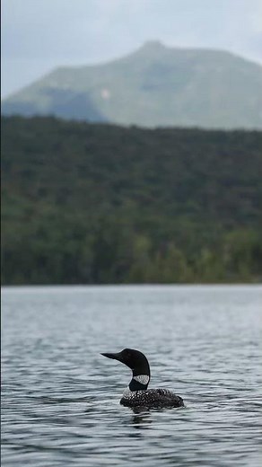 Common Loon in the Adirondacks #wildlife