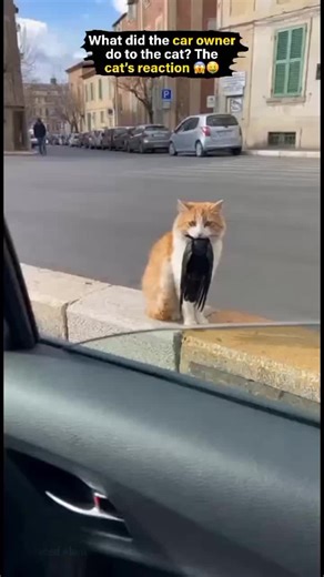 When cat decides to be cute 🐾✨ #catsoftiktok #foryou #foryoupage #petvideo #animalcare