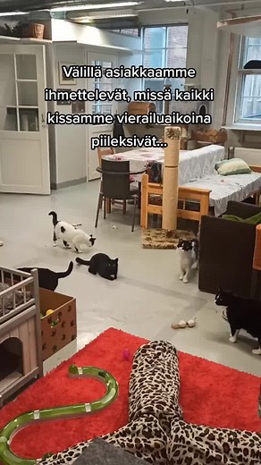Kyllä meillä kissoja riittää! 😸 #adoptdontshop #kissatok #kissat #fyp #kissakotikattila #catsoftiktok #cats