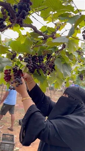 Grapes 🍇 harvesting 🍇sweet grapes #garden #grapes #malayalamshorts #vivasayam