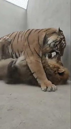 Who is the Real King? Tiger vs Lion Intense Scuffle! 🦁🆚🐯