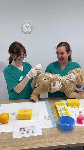 Become a Vet Nurse: Apply for Our Certificate IV