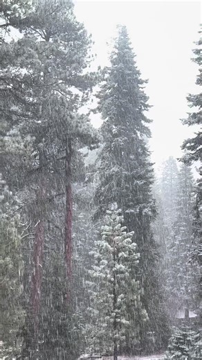 Sav (@evolution_why)’s videos with Snowy Morning - FREDERIC BOUCHAL