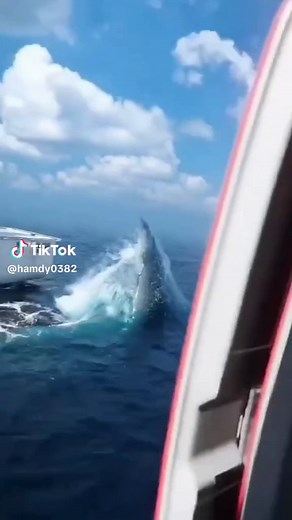 Whale Breaching Near Naval Ship: A Stunning Encounter