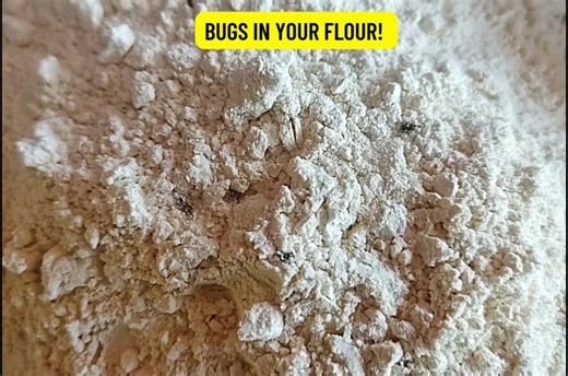 Finding weevils in your flour is every homesteader’s nightmare, and dealing with these pantry pests can be especially frustrating. In this post, I’ll cover where weevils come from, how to get rid of them, and the best ways to store your flour to avoid future infestations. . . Learn More>>> https://myhomesteadlife.com/weevils-in-flour-how-to-keep-your-pantry-pest-free/ . . #weevils #myhomesteadlife #amberbradshaw | My Homestead Life - The Bradshaw Family