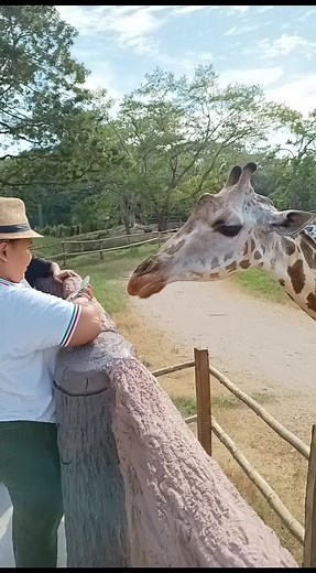 Videos de Bolainez (@bolainez3) con “sonido original - Bolainez”