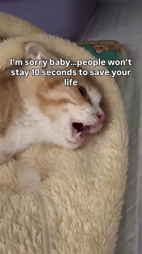 #caption #adoptme #adoptstrays #catfunny #catvideos