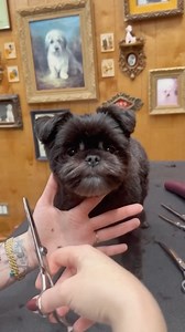 @bugmushroom got a lil haircut. #affenpinscher #doggrooming #jessronagrooming #undergroundparkinggarage | Jess Rona Grooming