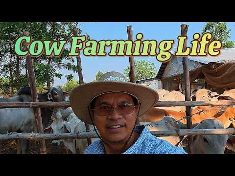 A Day Visiting Cows Farming in the Cambodia Countryside