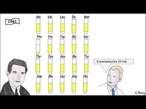 El código genético: De codones a aminoácidos.