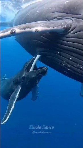A baby whale drinking its mother’s milk 🐋🌊