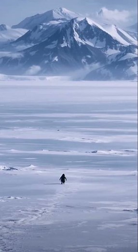 Lonely Penguin Leaves Its Colony and Walks Away Alone | Emotional Antarctica Wildlife Footage