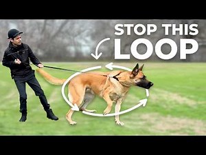 "Reinforcement Loops" are keeping your dog REACTIVE