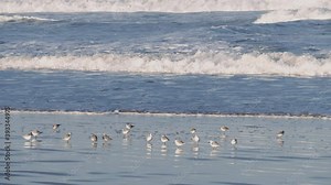 A flock of western sandpipers (Calidris mauri) at the beach grooming and preening, shorebirds against sea waves. Essaouira, Morocco, Atlantic coast.