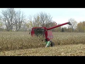 Harvest 2020 | Case IH 1640 Combine Harvesting Corn | Corn Harvest 2020