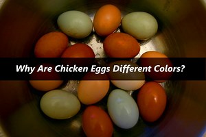 Why Are Chicken Eggs Different Colors?