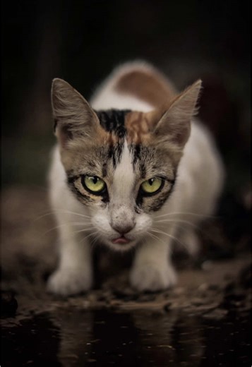 Ethan | Photographer on TikTok