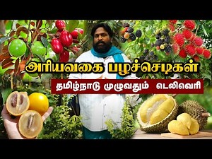 அரியவகை வகை பழச்செடிகள் குறைந்த விலையில் | Exotic Fruits Plants in Cheap Rate | Rare Fruit Varieties