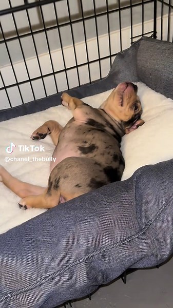 Understanding American Bully Dog Behavior