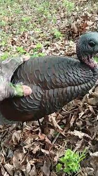 Turkey Decoy Setup