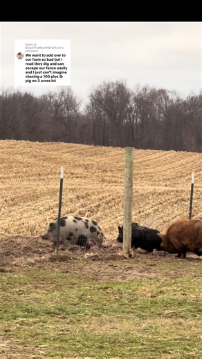 Meet Our Three Mischievous Pigs: LuLu, Wiggles, and Porky