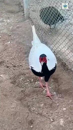 Silver Pheasant Amazing Silver Pheasant Male #youtubetrendingshort #pheasant #youtubeshorts