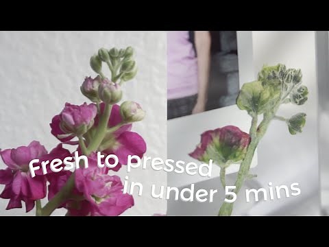 How To Press flowers In Under 5 Minutes (Quick & Easy) | Pressing Flowers In The Microwave