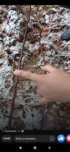 2.1K views · 19 reactions | How to identify different rootstocks | Daily Horticulture Updates | Facebook