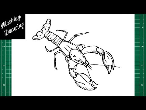 How to Draw an Australian Yabby
