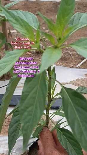 Metode perempelan tanaman cabe merah keriting dari cabenya Y kebawah dilakun sejak dini Gimana KLO menurut para suhu ini #pertanian #petanicabe #petaniindonesia #petanimelenial #petanimoderen #kebuncabe #petanipeabuk #petanikonten #perepelantunasair #esokasi #berbagipengalaman #sorotansemuaorang #sorotanpublik #pengikutnetto #jangakauansemuaorang | Endang Supriadi