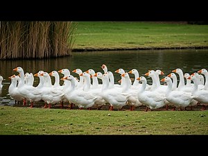 The Language of Geese: Decoding Their Complex Communication Calls | Animals TV 4K
