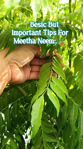 Curry Leaves Plants 🌿Curry Patta #healthytips #naturalplant#ytshorts #viral#short#status #gardening