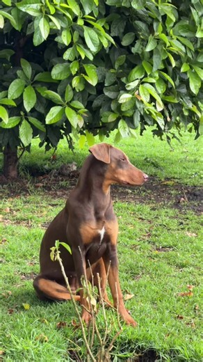 Mi bebé Roma♥️ #doberman #cachorro