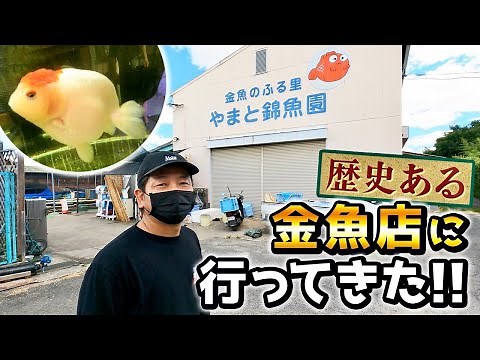 【金魚屋巡り】奈良県にある金魚の一大生産地「大和郡山」で金魚の繁殖を始め100年近くになる老舗店「やまと錦魚園」豊富な種類の金魚たちをお届けします‼︎
