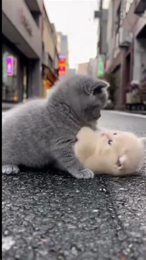 Two British Kittens Playing in the Streets of Tokyo 😻 | Cutest Thing You’ll See Today!